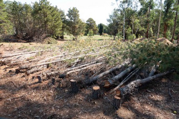 2018 Management Plan photo of pine trees 2018 Management Plan photo