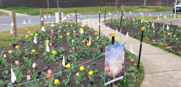 Tulips at the shops