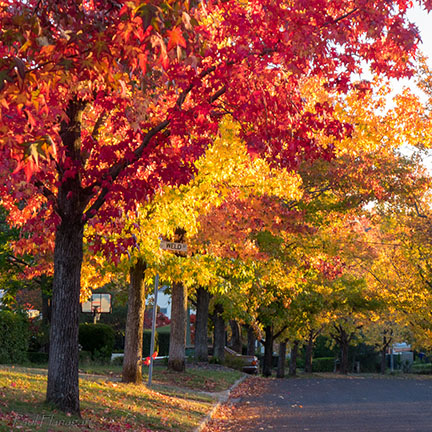 Autumn Trees